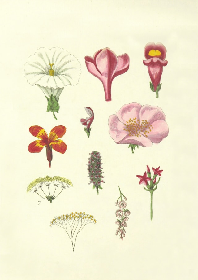 fleurs